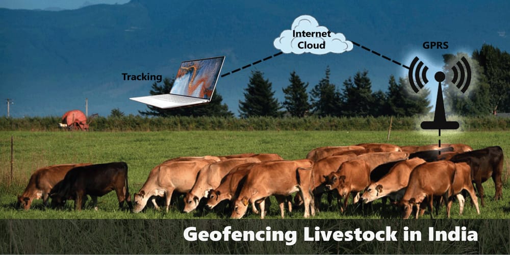 GPS is building Virtual technology boundary for cattle