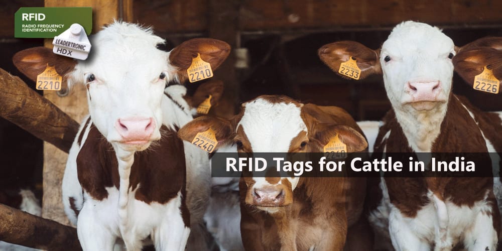 RFID Tags: Welcoming Cattle to the Technology Club