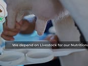 Krimanshi: Nutrition Rich Feed for animals is absolutely guaranteed