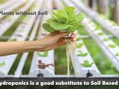 Hydroponics is a good substitute to Soil Based Farming