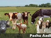 India’s Pashu AADHAR exercise to cover its entire livestock population
