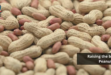 AGROCROP: Raising the bar for the Peanut Industry