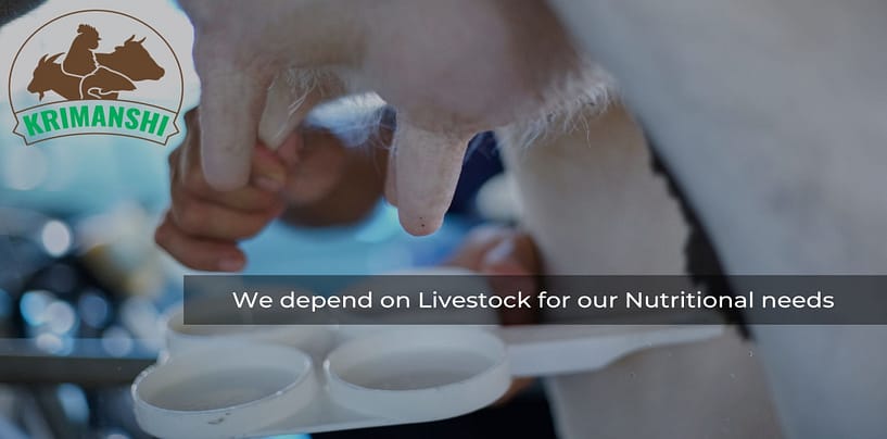 Krimanshi: Nutrition Rich Feed for animals is absolutely guaranteed