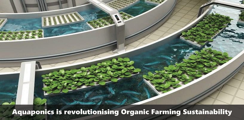 Aquaponics – Improving Organic Farming and Making it More Sustainable