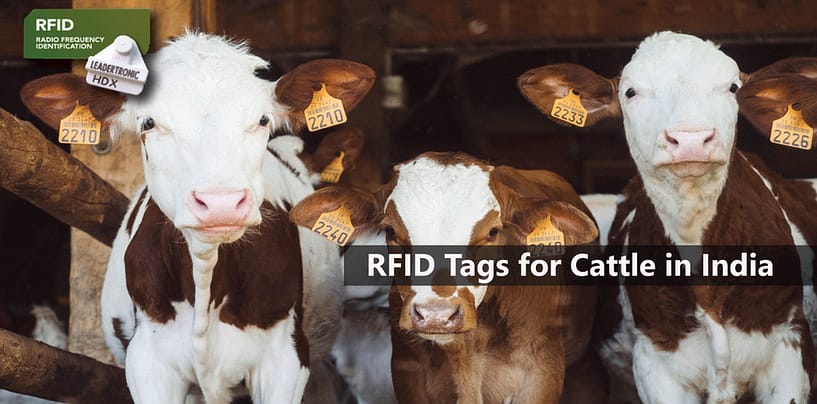 RFID Tags: Welcoming Cattle to the Technology Club